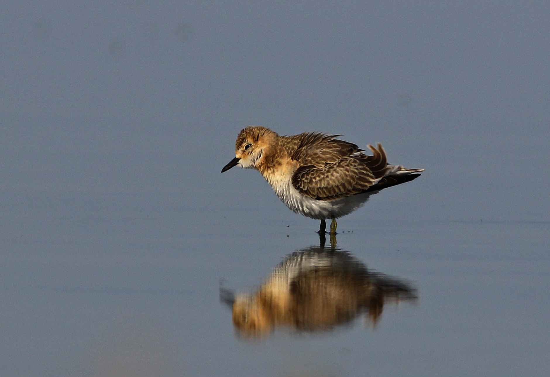 Greater Sand-Plover